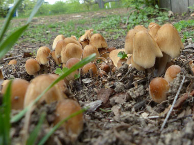 glistening ink cap