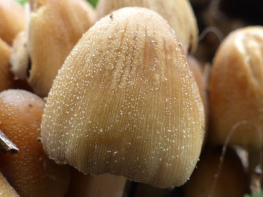 mica cap close up