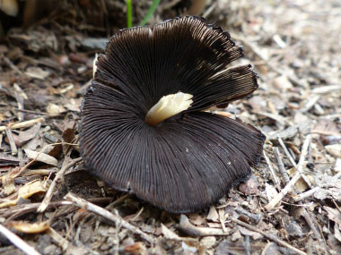 mica cap gills