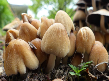 mica cap mushrooms