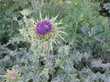 milk_thistle_bloom