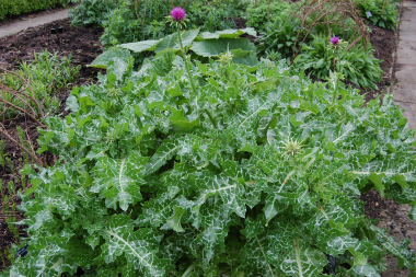 milk_thistle_plant