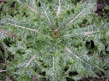 thistle_leaves