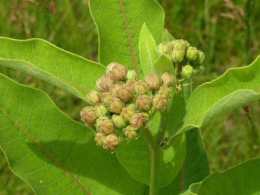 Asclepias syriaca buds