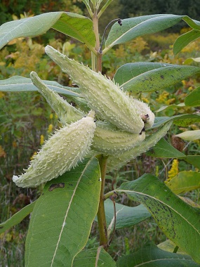 milkweed pods