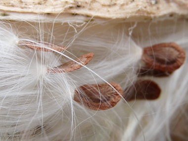 milkweed seeds