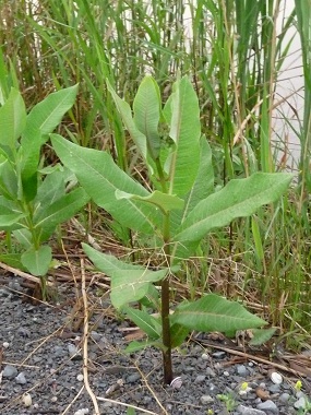 young milkweed shoot