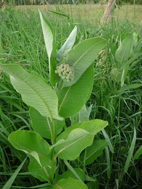 young milkweed