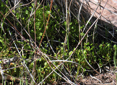 Claytonia perfoliata