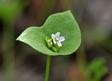 miners lettuce flower