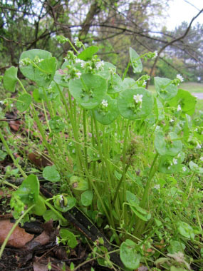 miners lettuce image