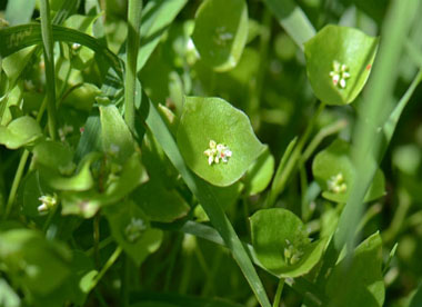 miners lettuce plant