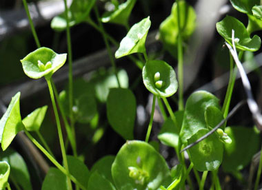 miners lettuce