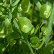 Miner's Lettuce