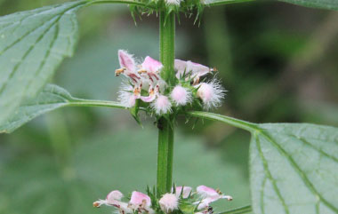 motherwort closeup