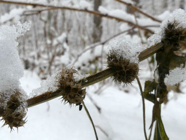 motherwort in winter