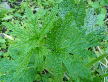 motherwort leaves