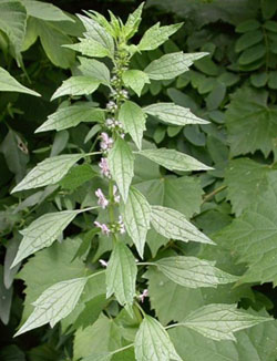 motherwort picture