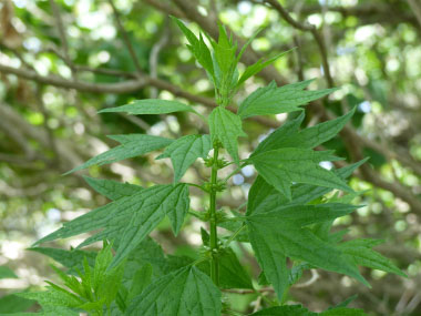 motherwort plant