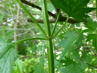 motherwort stem