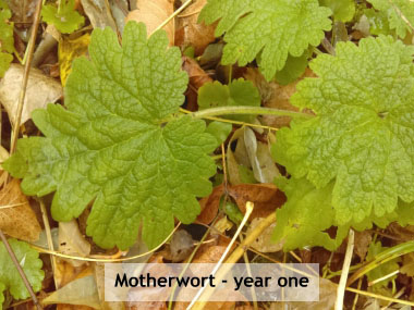 motherwort year one
