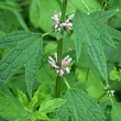 Motherwort