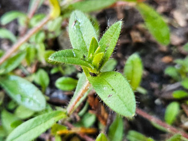 Cerastium vulgatum