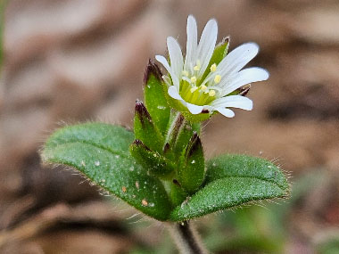 mouse ear chickweed flower