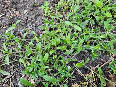 mouse ear chickweed plant