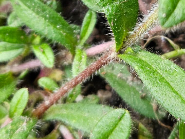 mouse ear chickweed stems