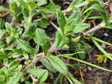 mouse ear chickweed