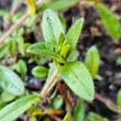 Mouse Ear Chickweed