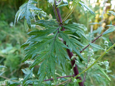 Artemisia vulgaris leaf