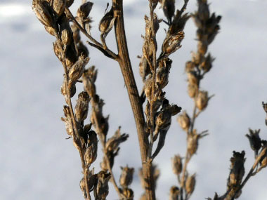 Artemisia vulgaris winter