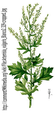 Mugwort drawing