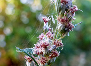 mugwort closeup