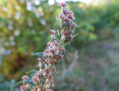 mugwort flowers