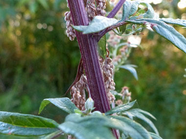 mugwort stem