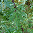 Mugwort