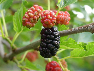 mulberries