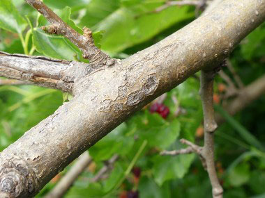 mulberry branch