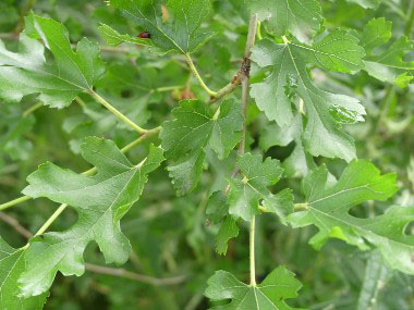 mulberry leaves