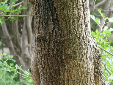 mulberry tree trunk