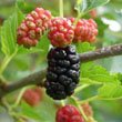 Mulberry