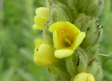 mullein closeup flower