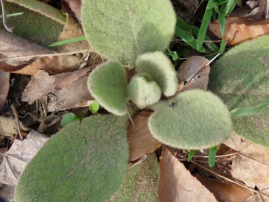 mullein first year