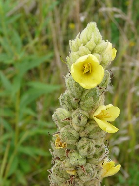 mullein flowers