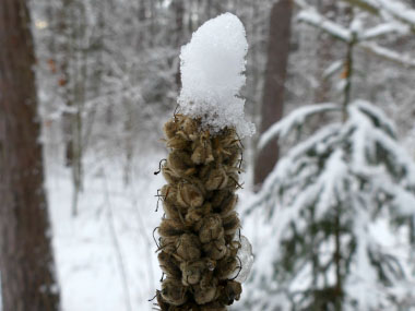 mullein in winter