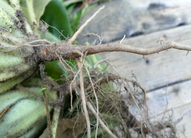 mullein root closeup