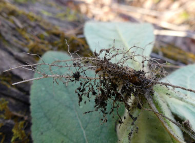 mullein root